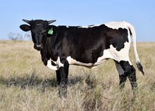 DCT - JH RURAL SAFARI SON x DCT FIREFALL (H)